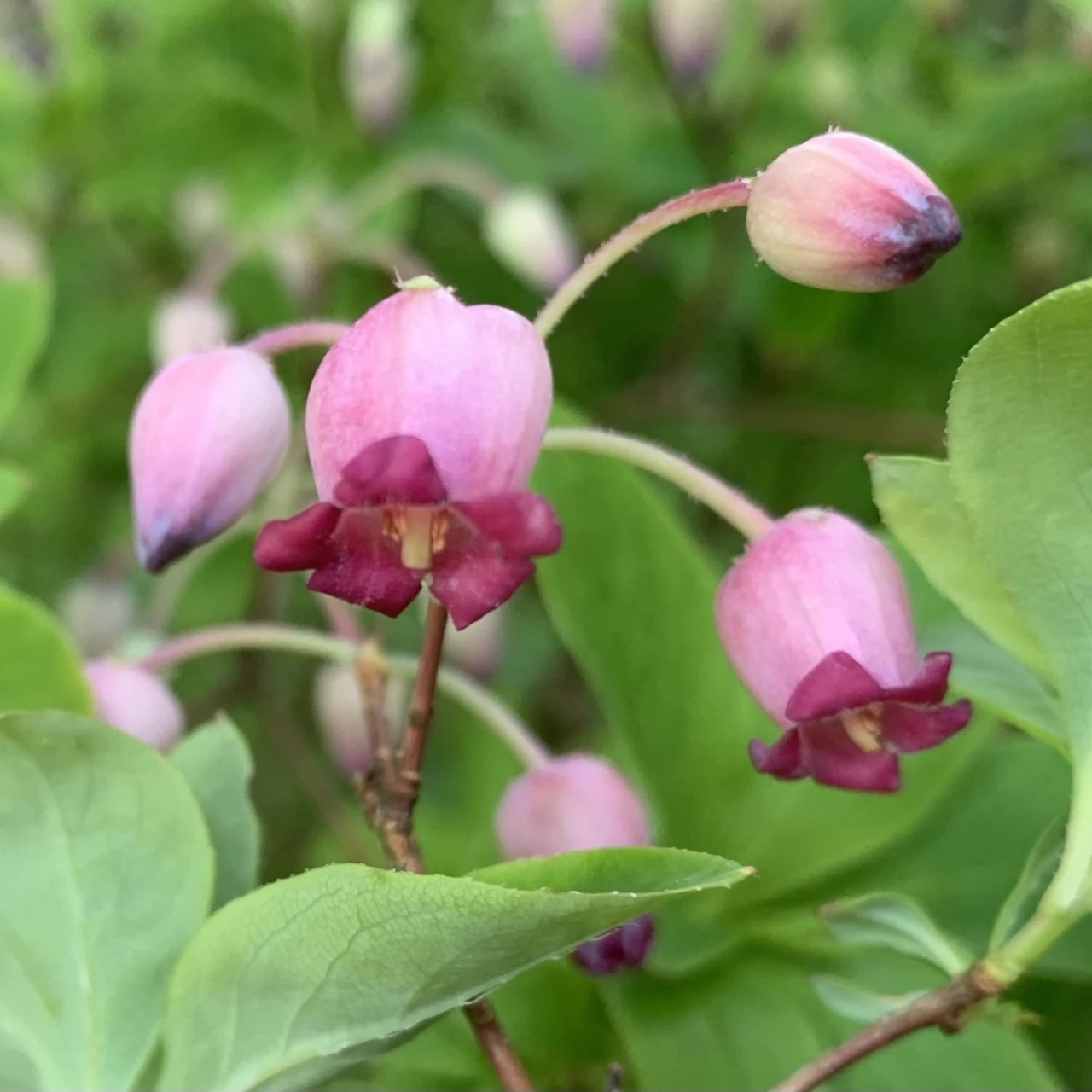 R. multiflorum var. purpureum (formerly Menziesia)